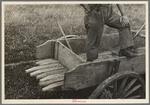 Detail of wagon on cut-over farm, near Gheen, Minnesota