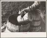 Filling barrels with spring water to be used on his farmstead, Herman Gerling. Wheelock, North Dakota