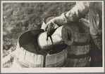 Filling barrels with spring water to be used on his farmstead, Herman Gerling. Wheelock, North Dakota