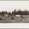 Cows grazing on cut-over land, near Mizpah, Minnesota