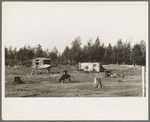 Cows grazing on cut-over land, near Mizpah, Minnesota