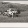 Mrs. Olie Thompson ready to drive home from the spring with barrels full of water. Williams County, North Dakota