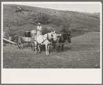 Mrs. Olie Thompson ready to drive home from the spring with barrels full of water. Williams County, North Dakota