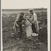 Emptying potatoes from baskets into bags. Each bag takes two baskets and weighs about seventy pounds, ten pounds of which are calculated as culls. Near East Grand Forks, Minnesota