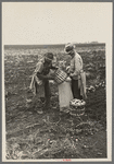 Emptying potatoes from baskets into bags. Each bag takes two baskets and weighs about seventy pounds, ten pounds of which are calculated as culls. Near East Grand Forks, Minnesota