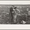Children working in the potato fields near East Grand Forks, Minnesota