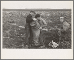 Children working in the potato fields near East Grand Forks, Minnesota