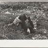 Young boy gathering potatoes near East Grand Forks, Minnesota