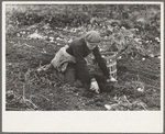 Young boy gathering potatoes near East Grand Forks, Minnesota