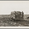 A load of potatoes going to market near East Grand Forks, Minnesota