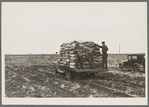 A load of potatoes going to market near East Grand Forks, Minnesota