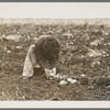 Young girl gathering potatoes near East Grand Forks, Minnesota