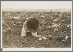 Young girl gathering potatoes near East Grand Forks, Minnesota