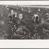 Potato workers with sacked potatoes, near East Grand Forks, Minnesota