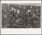 Potato workers with sacked potatoes, near East Grand Forks, Minnesota