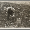 Potato worker near East Grand Forks, Minnesota