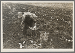 Potato worker near East Grand Forks, Minnesota