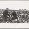 Young potato workers near East Grand Forks, Minnesota