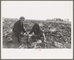 Young potato workers near East Grand Forks, Minnesota