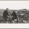 Young potato workers near East Grand Forks, Minnesota