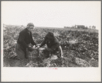 Young potato workers near East Grand Forks, Minnesota