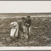 Filling bags with potatoes near East Grand Forks, Minnesota