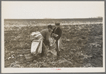 Filling bags with potatoes near East Grand Forks, Minnesota