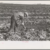 Worker spearing sugar beet preparatory to topping near East Grand Forks, Minnesota