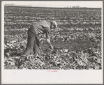 Worker spearing sugar beet preparatory to topping near East Grand Forks, Minnesota