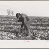 Topping sugar beets, near East Grand Forks, Minnesota