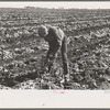 Topping sugar beets, near East Grand Forks, Minnesota