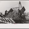 Unloading sugar beets from truck, East Grand Forks, Minnesota