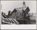 Unloading sugar beets from truck, East Grand Forks, Minnesota