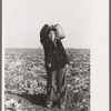 Mexican boy water carrier in beet field near East Grand Forks, Minnesota