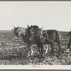 Clearing space to pile topped sugar beets; this makes scooping them up easier, East Grand Forks, Minnesota