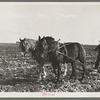 Clearing space to pile topped sugar beets; this makes scooping them up easier, East Grand Forks, Minnesota