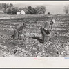 Topping sugar beets near East Grand Forks, Minnesota