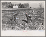 Topping sugar beets near East Grand Forks, Minnesota