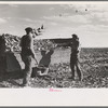 Loading topped beets onto truck, East Grand Forks, Minnesota
