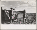 Loading topped beets onto truck, East Grand Forks, Minnesota