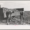 Loading topped beets onto truck near East Grand Forks, Minnesota