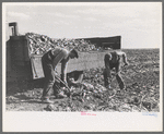 Loading topped beets onto truck near East Grand Forks, Minnesota