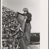 Man working unloading machine, near East Grand Forks, Minnesota