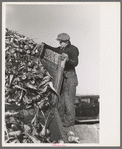 Man working unloading machine, near East Grand Forks, Minnesota