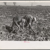 Picking up and piling sugar beets before topping them near East Grand Forks, Minnesota