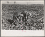 Picking up and piling sugar beets before topping them near East Grand Forks, Minnesota