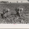 Picking up and piling sugar beets before topping them near East Grand Forks, Minnesota