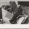 Picking up and piling sugar beets before topping them near East Grand Forks, Minnesota