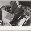 Picking up and piling sugar beets before topping them near East Grand Forks, Minnesota