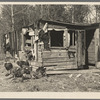 Shed and turkeys on cut-over farm, near Northome, Minnesota